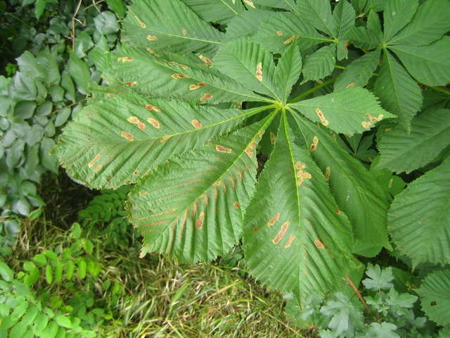 Dégâts de mineuses sur feuille de marronnier