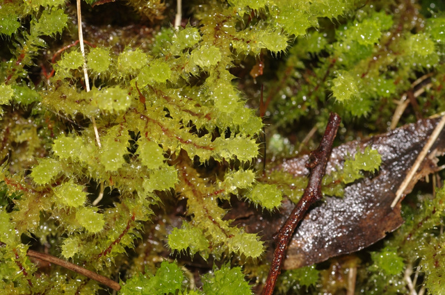 Aucun doute : il a plu ! 