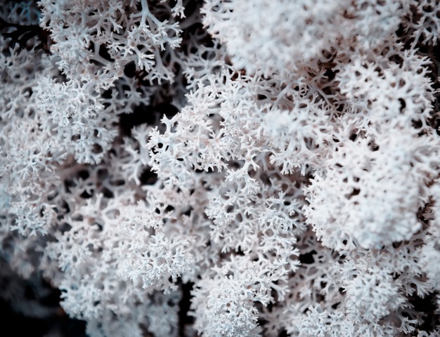 cliquez pour voir la suite Lichen... mousseux