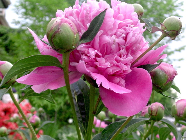 Belle Fleur pour les fleurs de jardin zierblume graines. I TRITONIA-Lily I