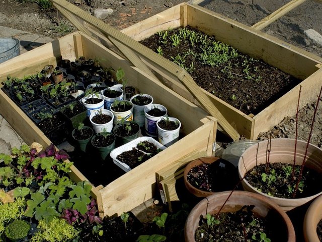 Que semer, planter et récolter au jardin en mai ?