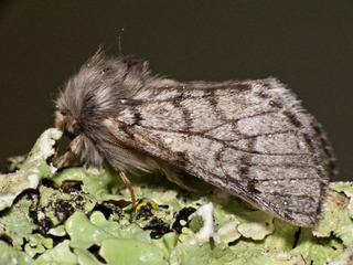 chenille processionnaire papillon