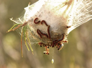 chenille processionnaire pin nid