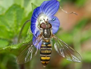 Syrphe butinant une fleur de véronique