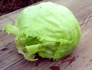 Laitue Iceberg