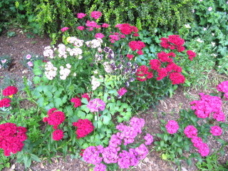 Oeillets de poète - Dianthus barbatus