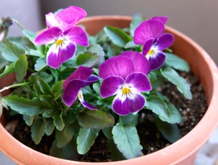Pensées (Viola x wittrockiana)