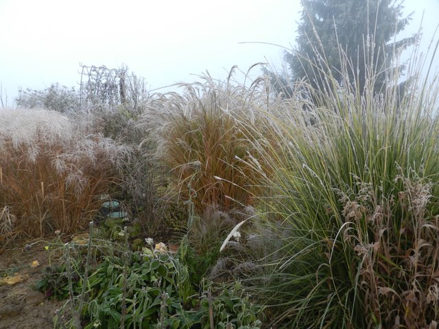 Concours photos : jardin de Chantal en décembre