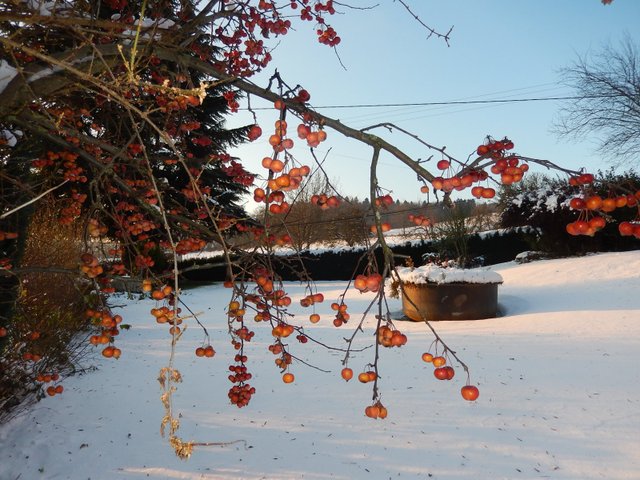 Concours photo : jardin d'Andrée en décembre