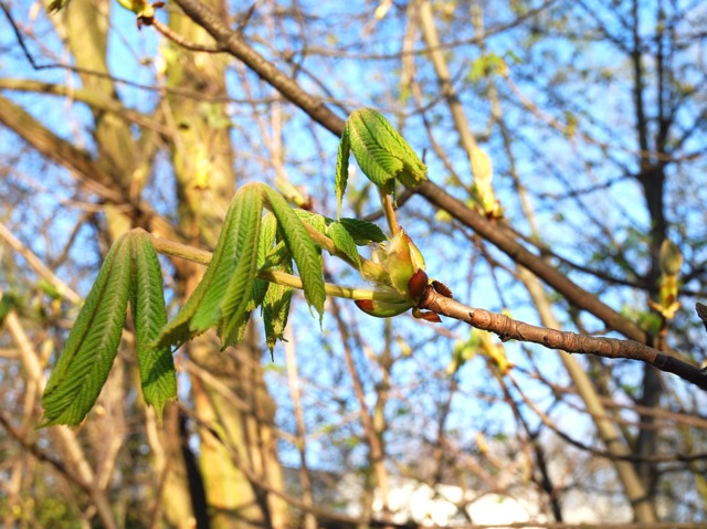 cliquez pour voir la suite Feuilles toutes neuves
