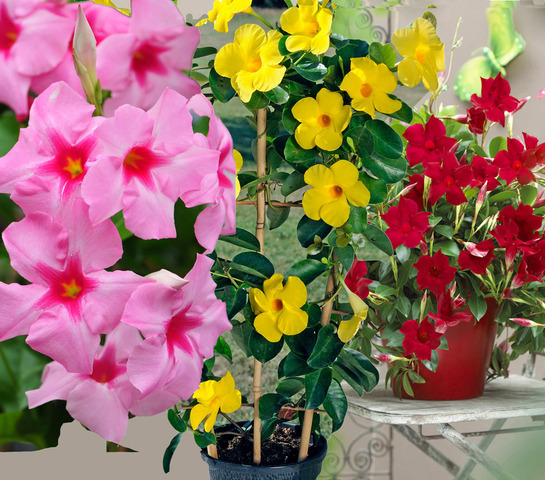 Dipladenia Diamantina® : nouveaux coloris