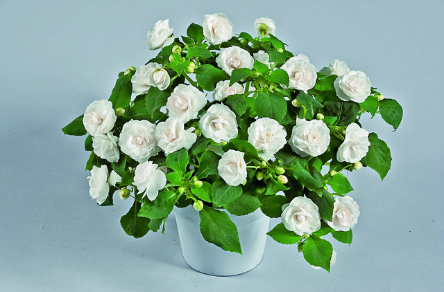 Impatiens Musica® Blanc Pur