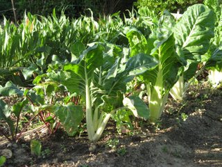 Blettes et betteraves au potager