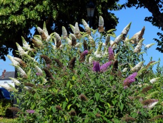 buddleia blanc mauve