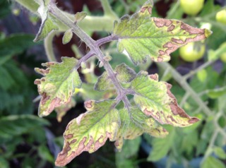 potassium tomate carence azote phosphore carences feuilles gerbeaud tomates engrais corriger identifier symptme