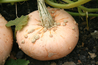 Courge 'Giraumon Galeux d'Eysines'