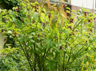 leycesteria arbre faisans