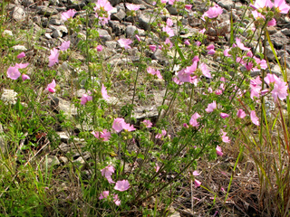 Mauve musquée en sol sec