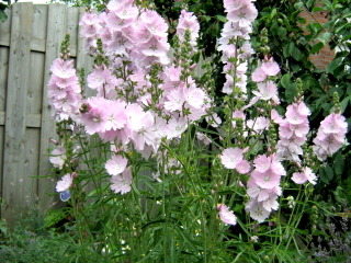 Mauve musquée (Malva moschata)