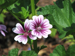 Mauve (Malva sylvestris 'Zebrina')