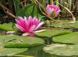 Nénuphar