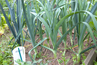 Poireaux au potager
