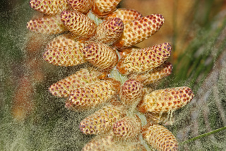 Pollen de pin (non allergisant)