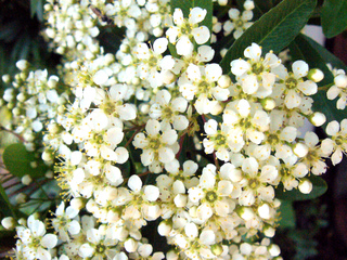 Fleurs de pyracantha