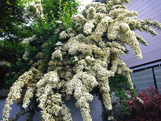 Pyracantha en fleurs