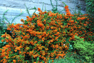 Pyracantha contre un mur