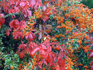 Pyracantha et parthenocissus en automne