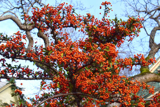 Pyracantha taillé
