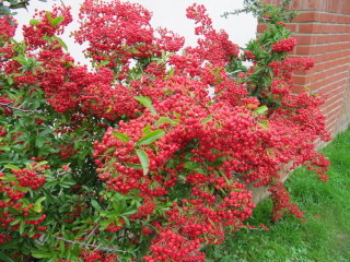 Pyracantha