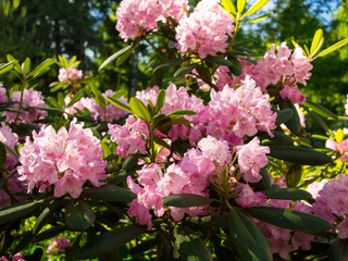Rhododendron en fleurs