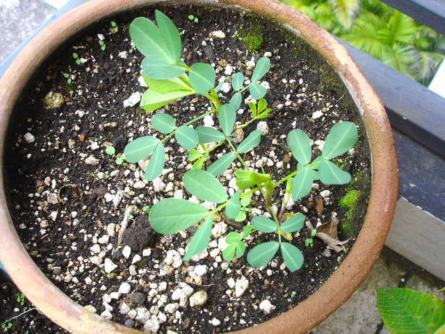 Jeunes plants d'arachide en pot