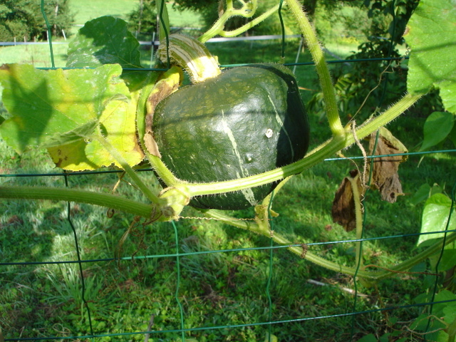 Courge 'Buttercup'