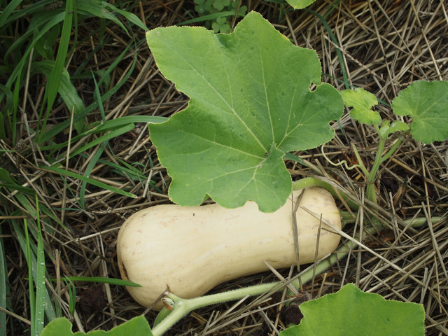 Courge 'Waltham Butternut'