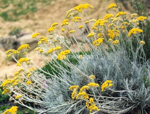 Immortelle Helichrysum Plantation Culture Et Esp ces Immortelle Helichrysum Plantation Culture Et Esp ces