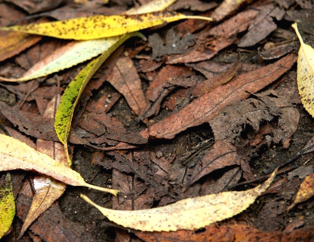 Humus généré par la décomposition de feuilles mortes