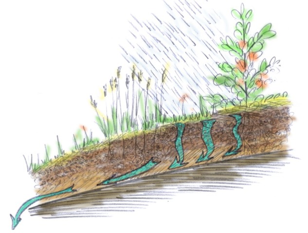 Lessivage du sol par l'eau de pluie