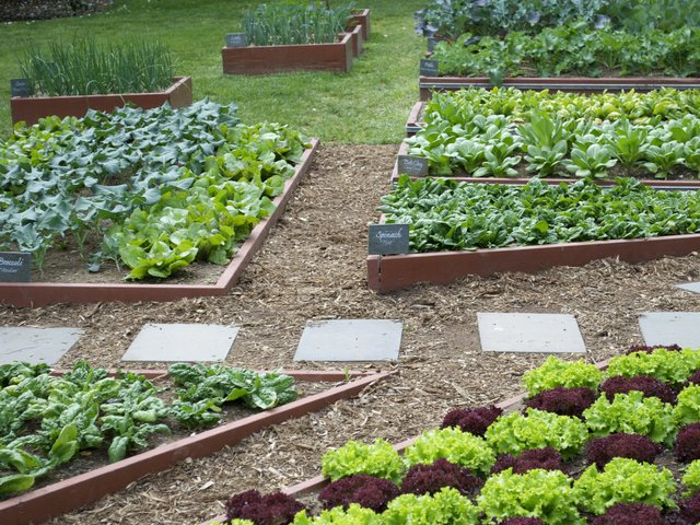 Des contenants sur mesure et une mise en pot pour réussir les cultures -  Les plants de légumes