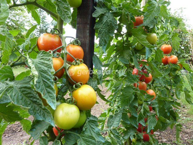Tomate cerise : semis, plantation, culture, récolte au jardin