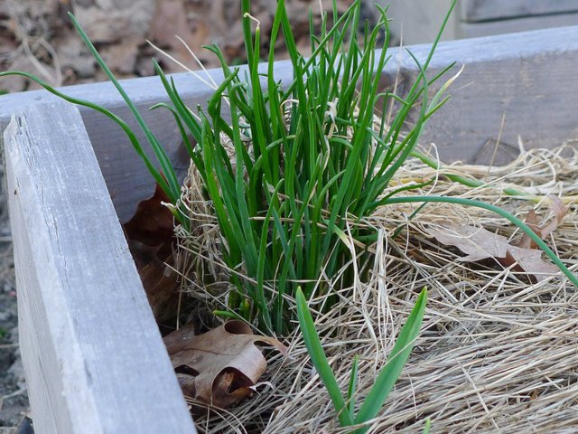 Touffe de ciboulette en hiver