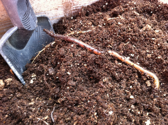 Ver de terre dérangé par le travail du sol