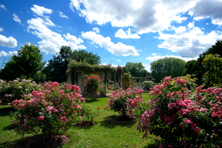 Roseraie, Parc de la Tête d'Or, Lyon
