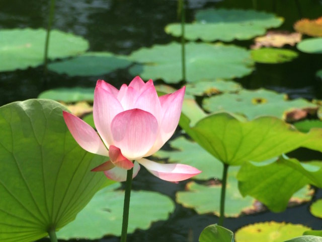 Le lotus, fleur aux multiples vertus – L'Express
