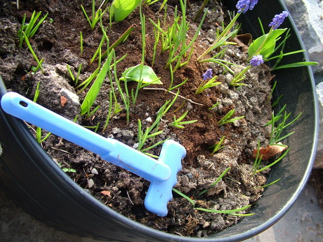 Substrat pour plante déjà en eau - boules d'engrais