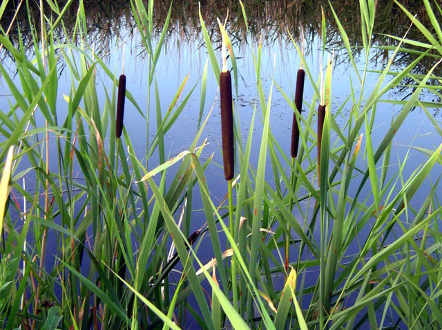 cliquez pour voir la suite Massette (Typha latifolia)