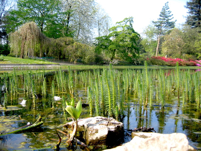 Pesse d'eau (Hippuris vulgaris)