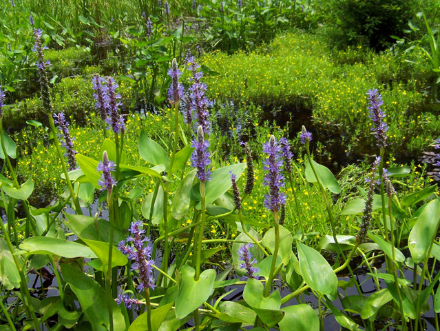 Pontédérie (Pontederia cordata)